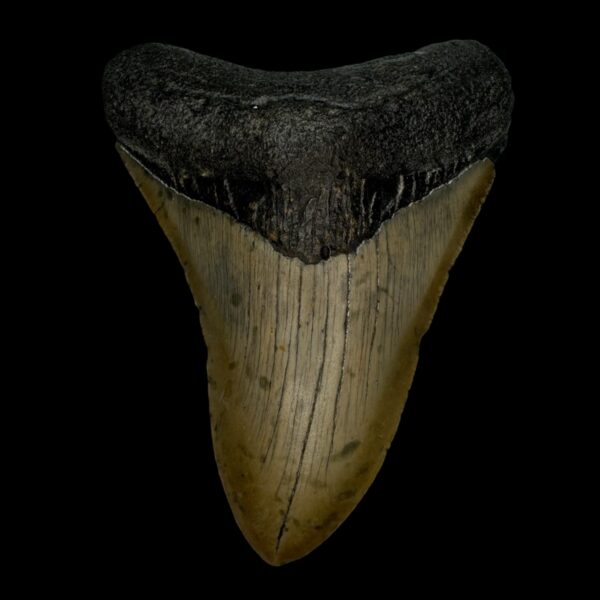 4.45" Megalodon Tooth Fossil