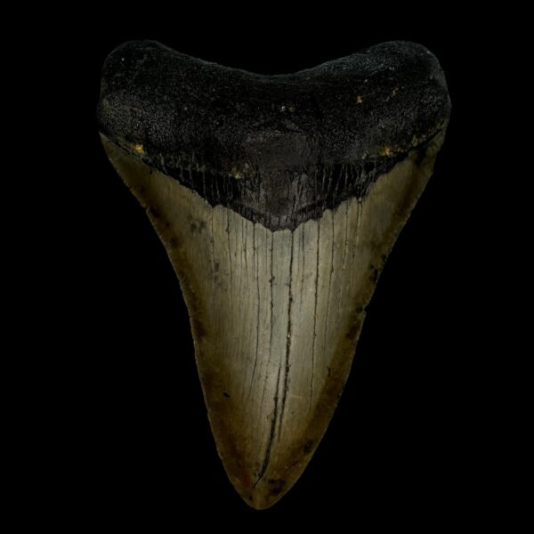 4.11" Megalodon Tooth Fossil