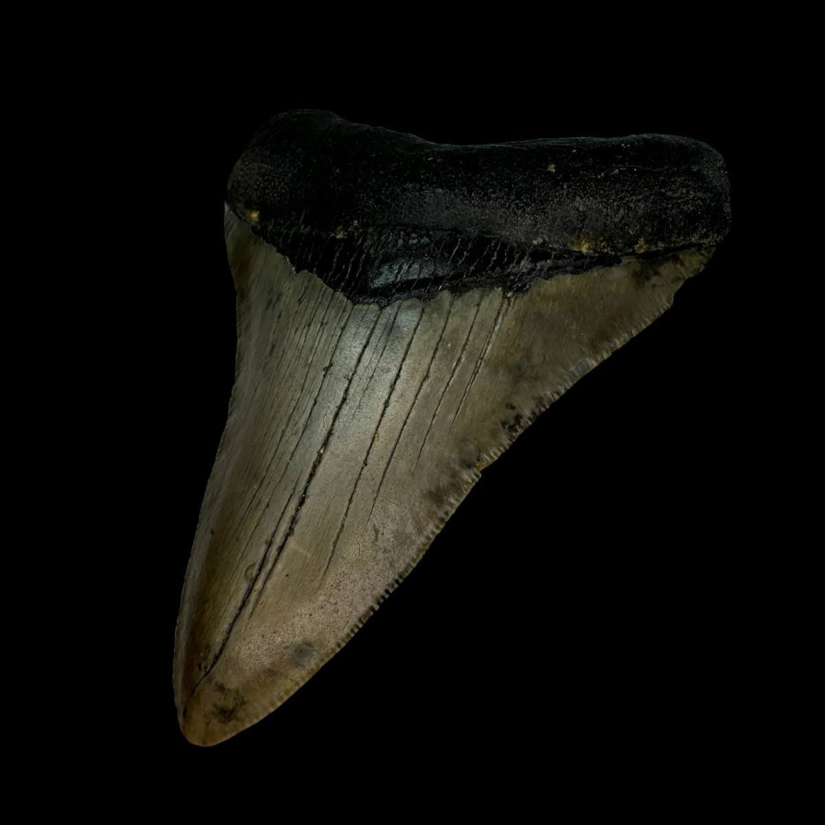 4.11" Megalodon Tooth Fossil - Image 3