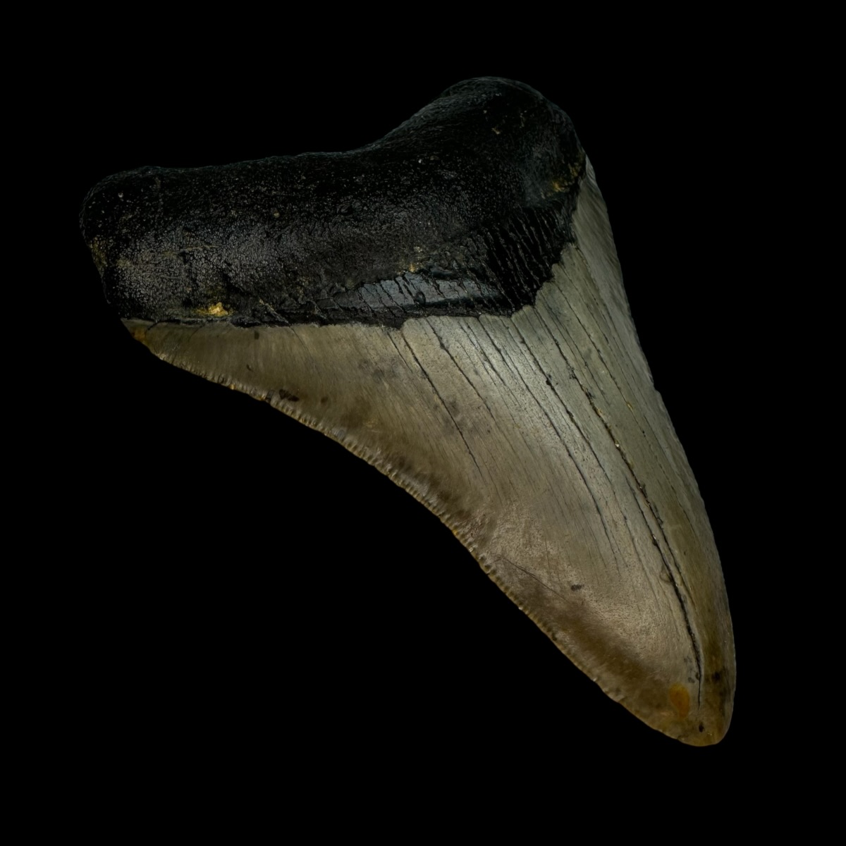 4.11" Megalodon Tooth Fossil - Image 4