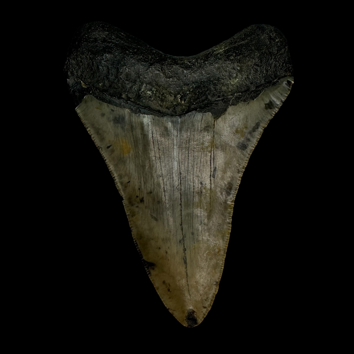 4.11" Megalodon Tooth Fossil - Image 2