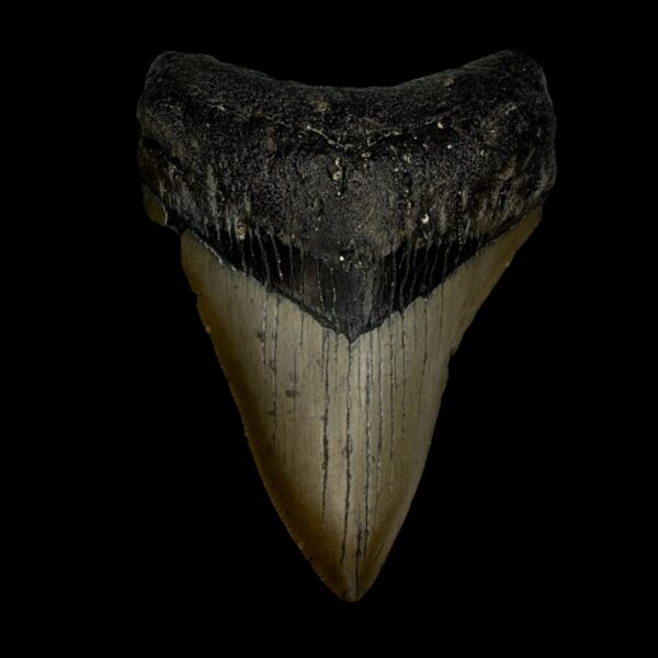 3.96" Megalodon Tooth Fossil
