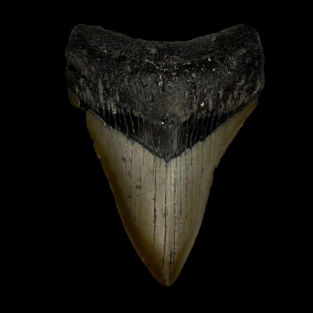 3.96" Megalodon Tooth Fossil