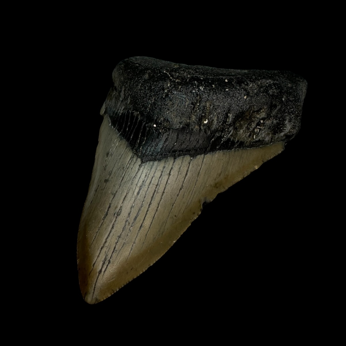 3.96" Megalodon Tooth Fossil - Image 3