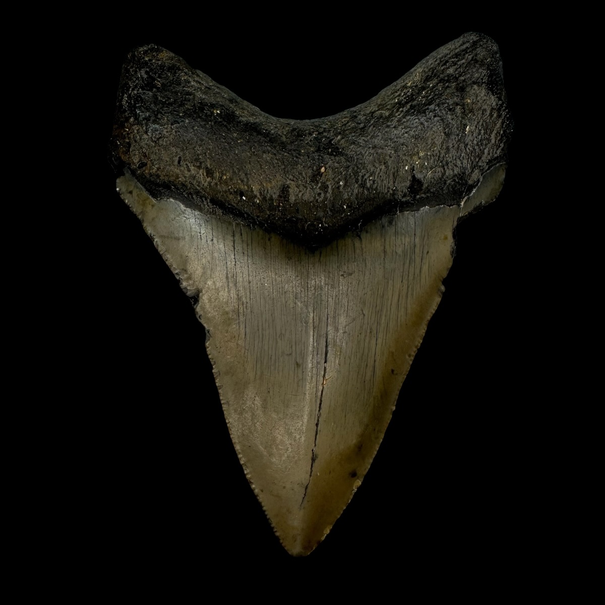 3.96" Megalodon Tooth Fossil - Image 2