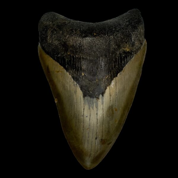 4.47" Megalodon Tooth Fossil