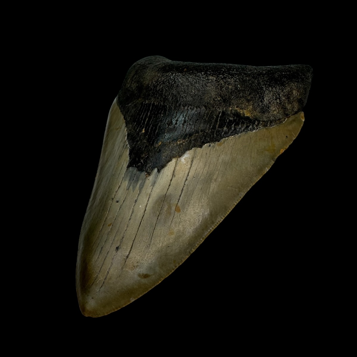 4.47" Megalodon Tooth Fossil - Image 3