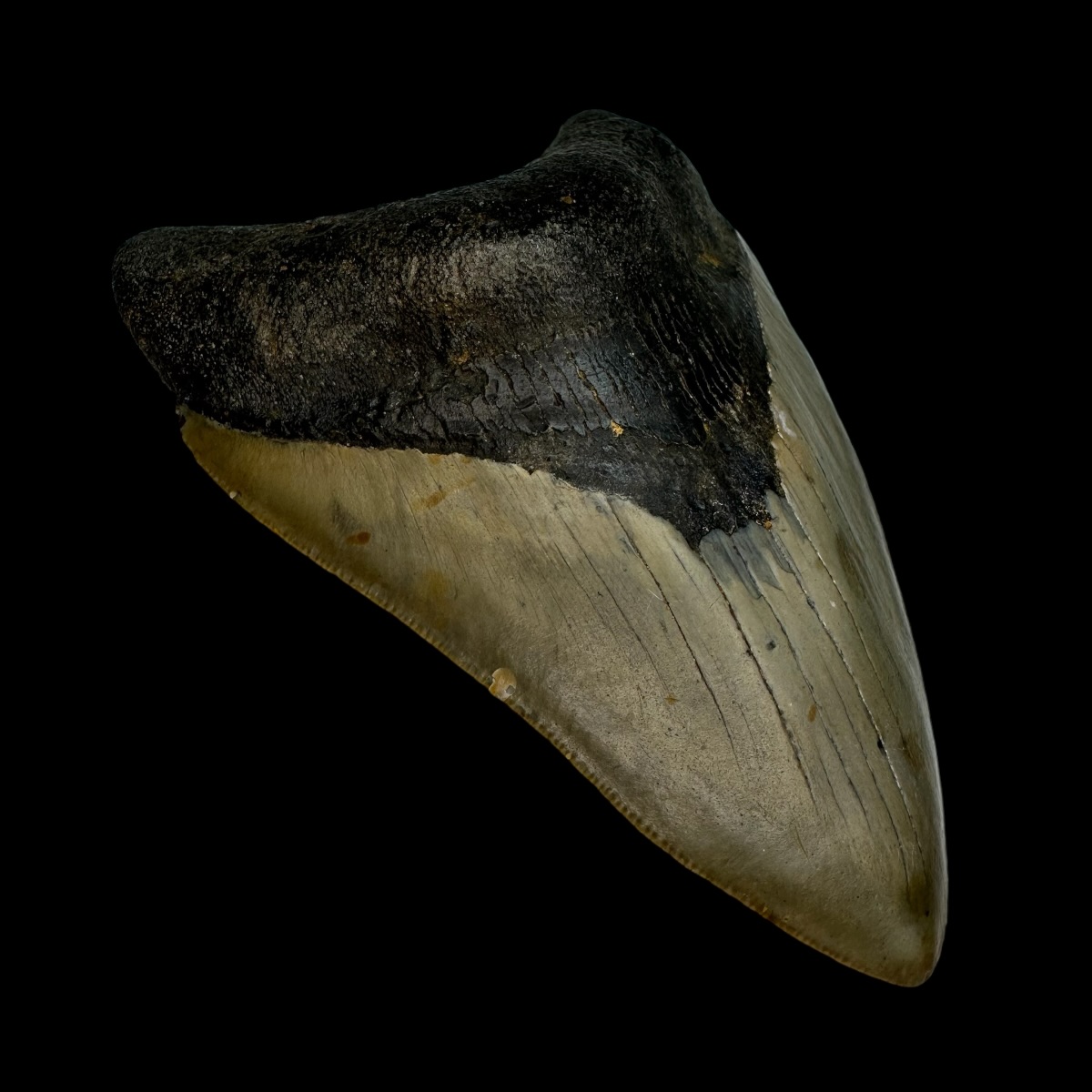 4.47" Megalodon Tooth Fossil - Image 4