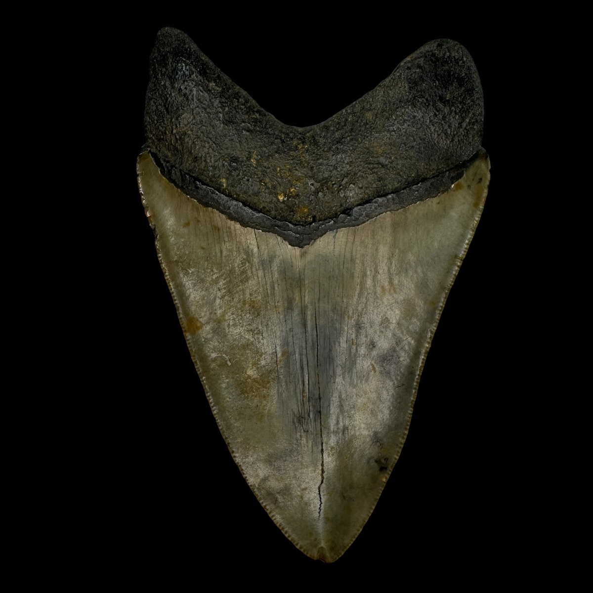 4.47" Megalodon Tooth Fossil - Image 2