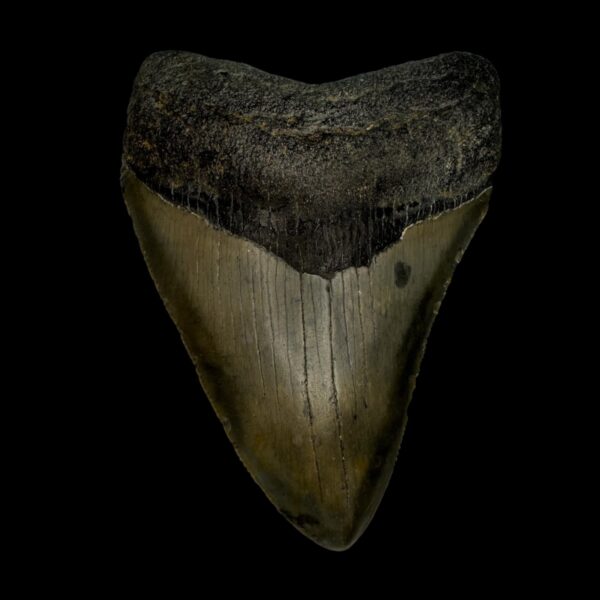 3.54" Megalodon Tooth Fossil