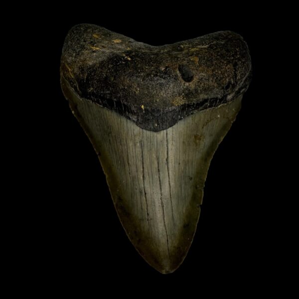 3.38" Megalodon Tooth Fossil