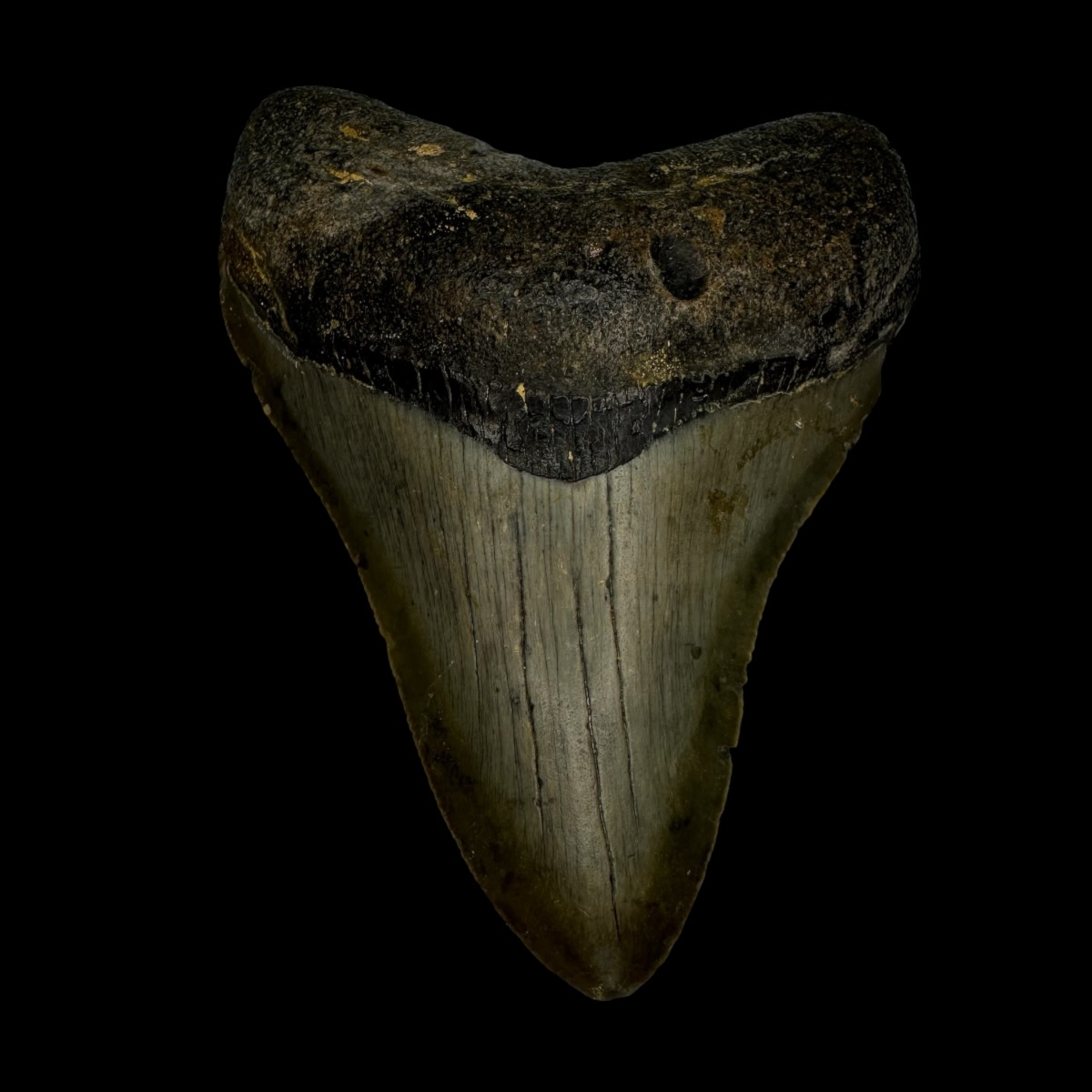 3.38" Megalodon Tooth Fossil