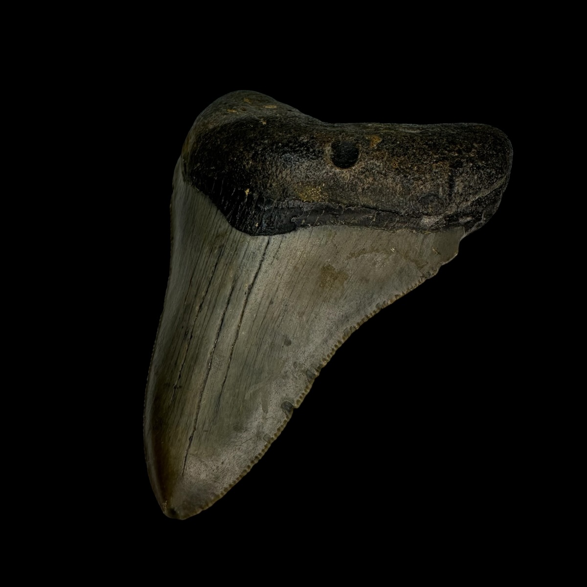 3.38" Megalodon Tooth Fossil - Image 3