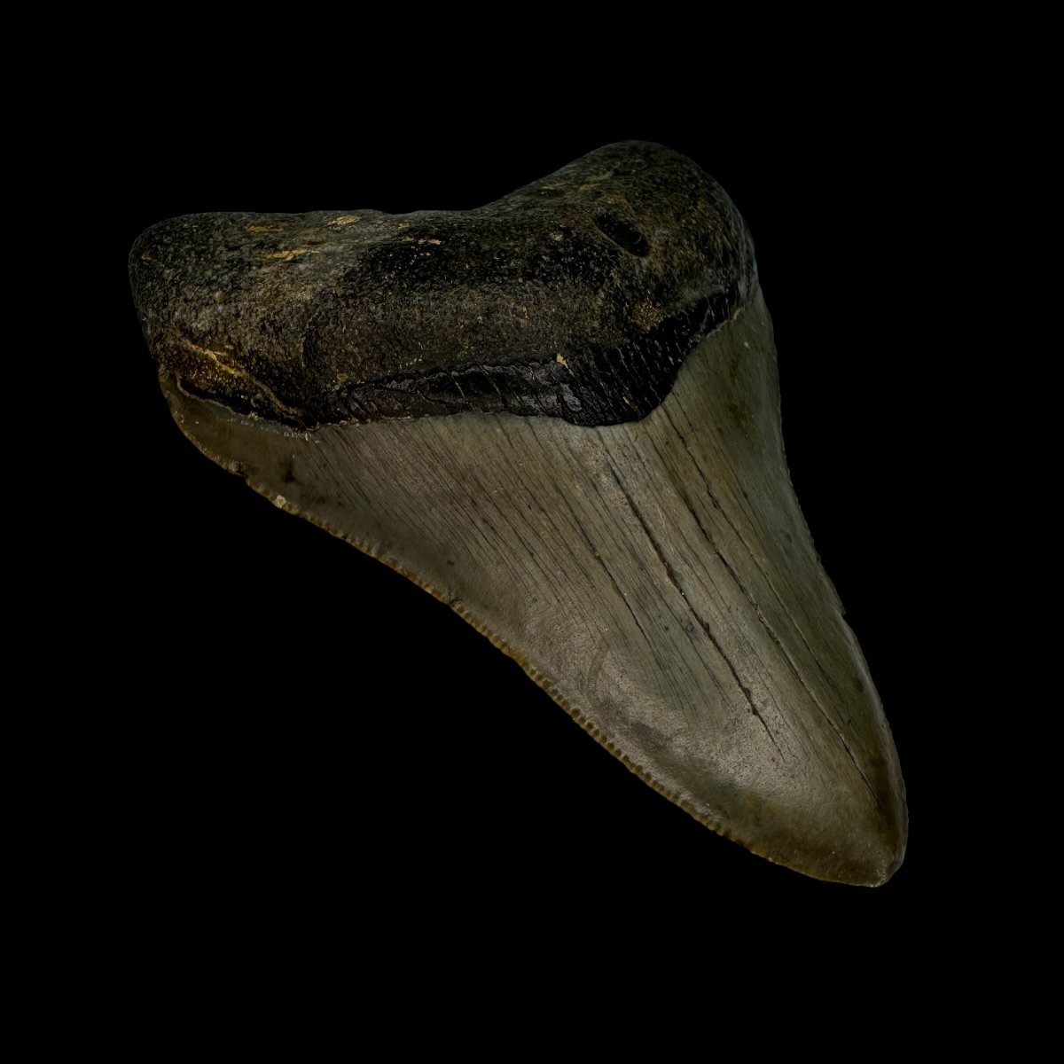 3.38" Megalodon Tooth Fossil - Image 4