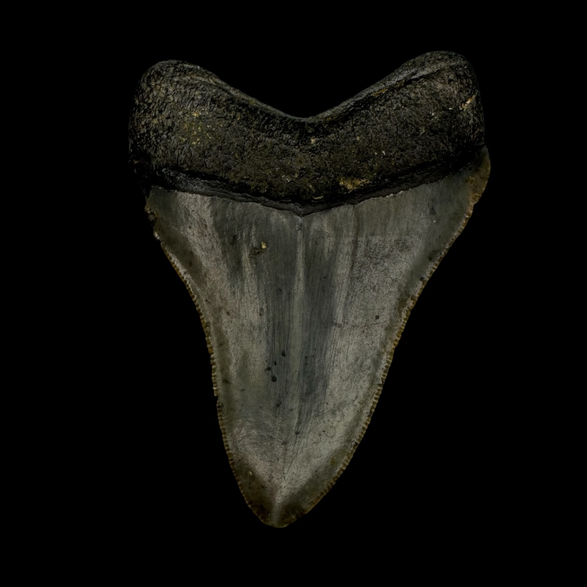 3.38" Megalodon Tooth Fossil - Image 2