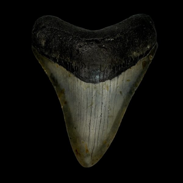 3.51" Megalodon Tooth Fossil