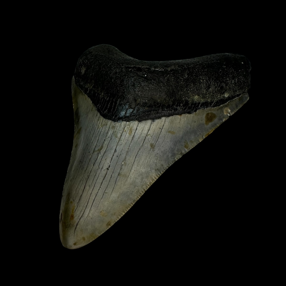 3.51" Megalodon Tooth Fossil - Image 3
