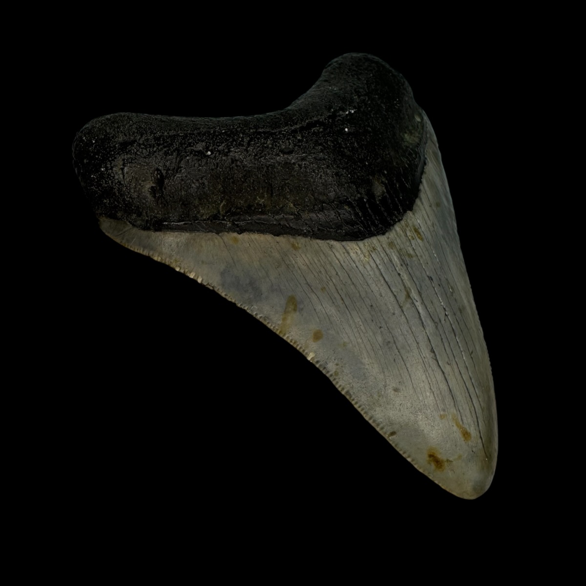 3.51" Megalodon Tooth Fossil - Image 4