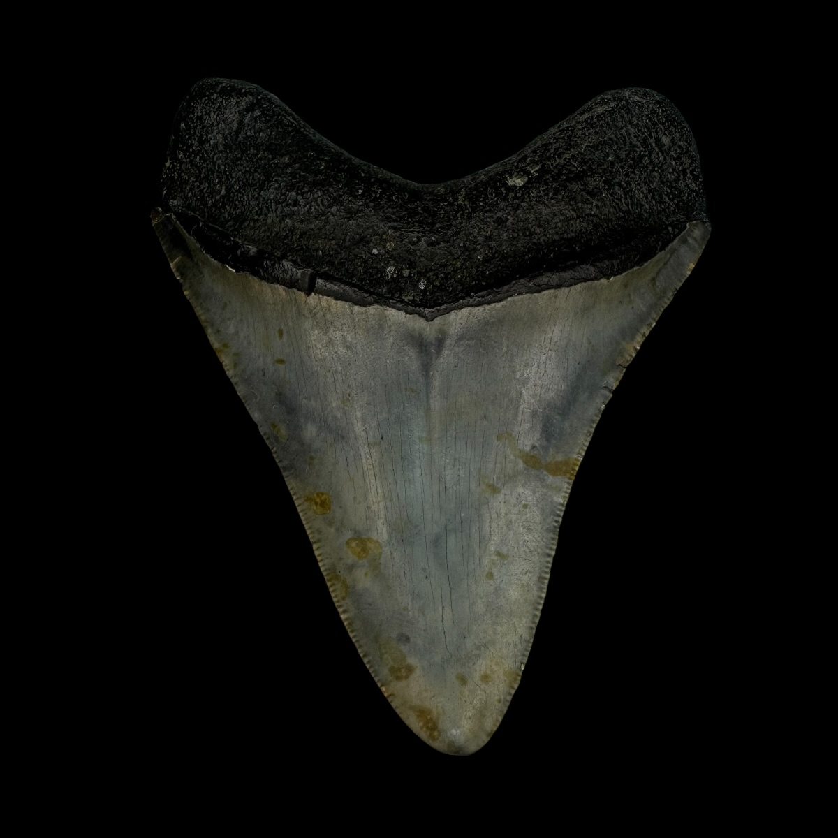 3.51" Megalodon Tooth Fossil - Image 2