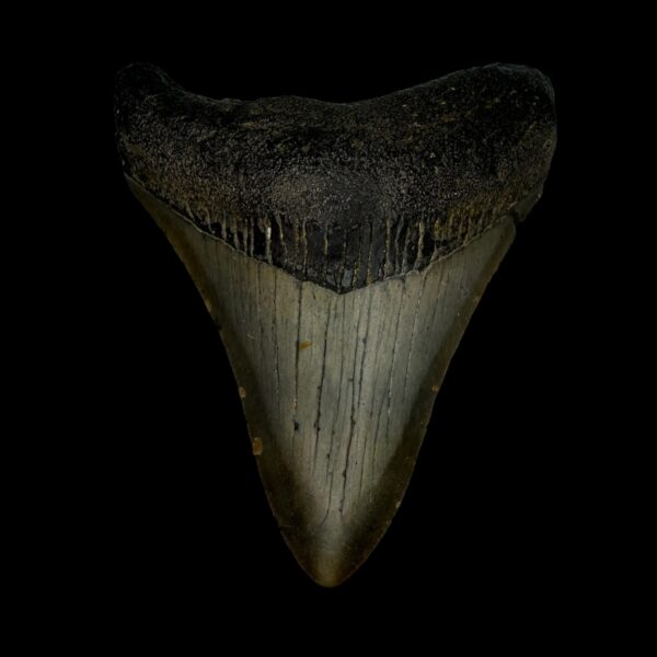 3.42" Megalodon Tooth Fossil
