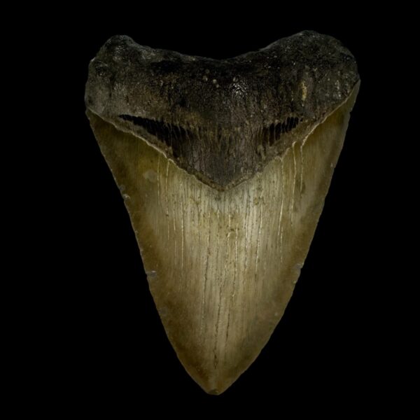 3.80" Megalodon Tooth Fossil
