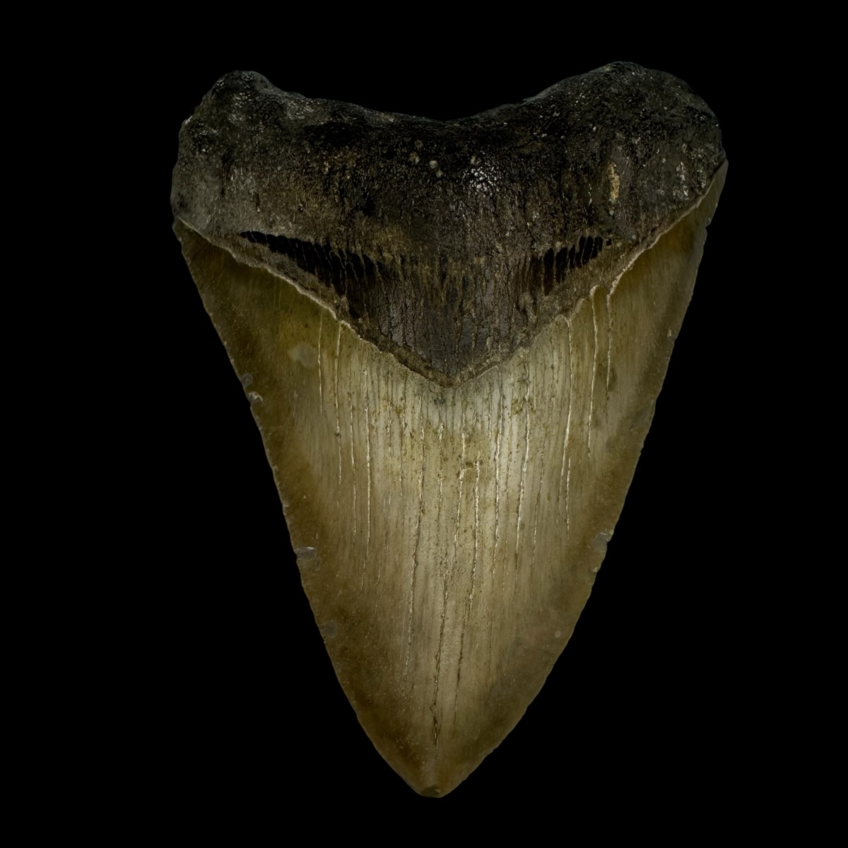 3.80" Megalodon Tooth Fossil
