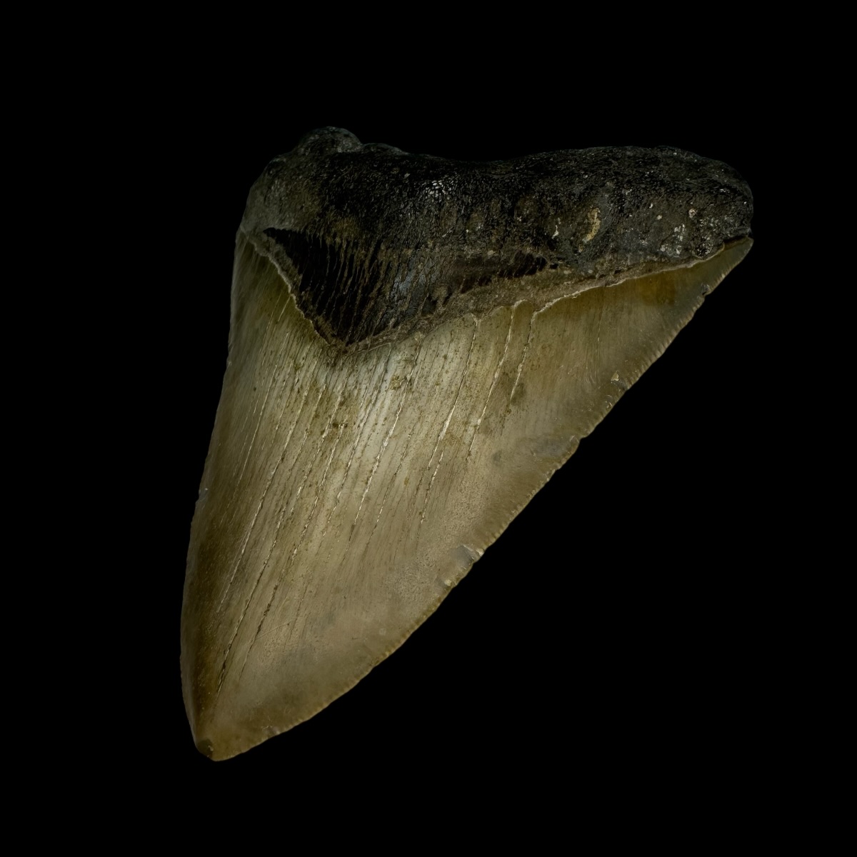 3.80" Megalodon Tooth Fossil - Image 4