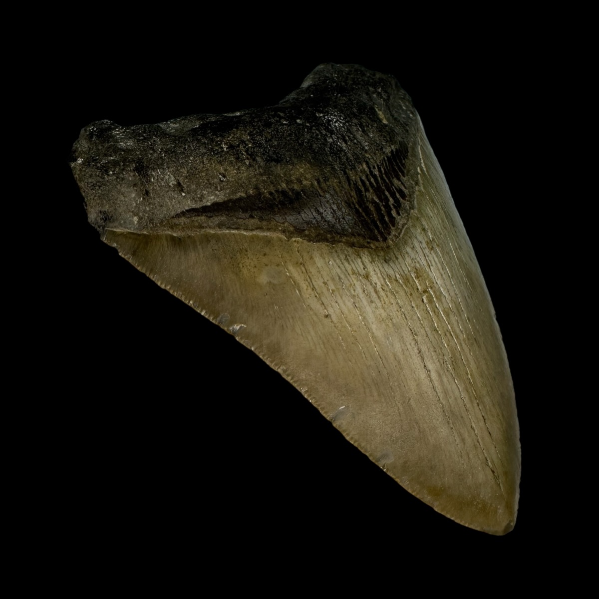 3.80" Megalodon Tooth Fossil - Image 3