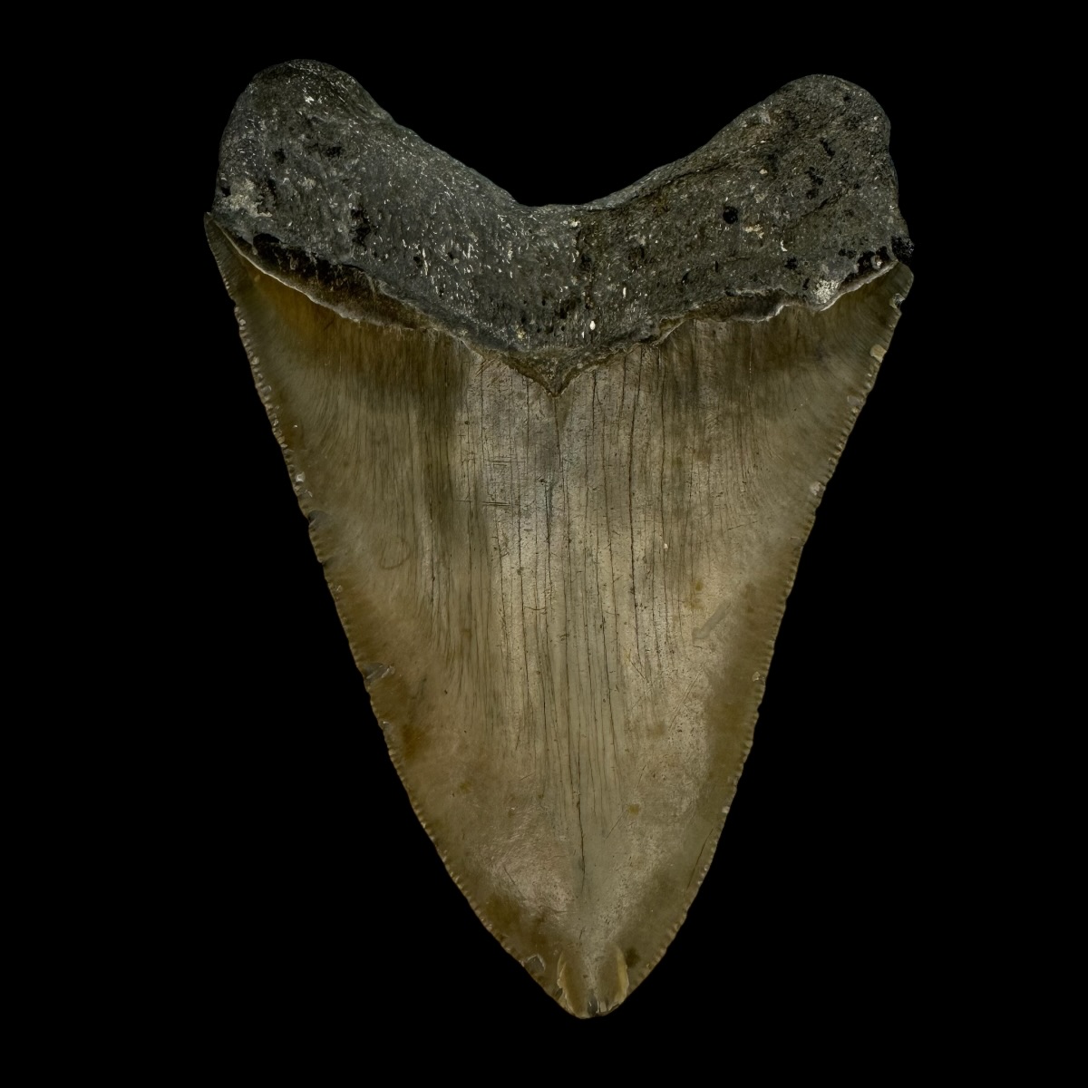 3.80" Megalodon Tooth Fossil - Image 2