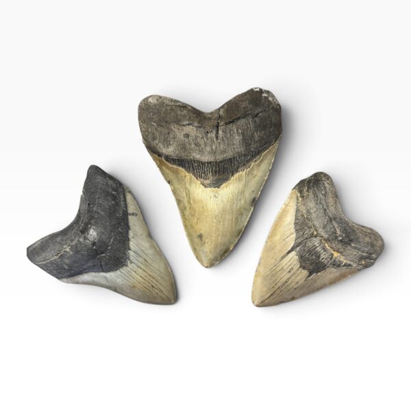 Affordable Megalodon Teeth