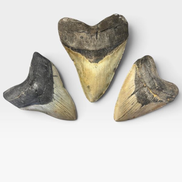 Affordable Megalodon Teeth