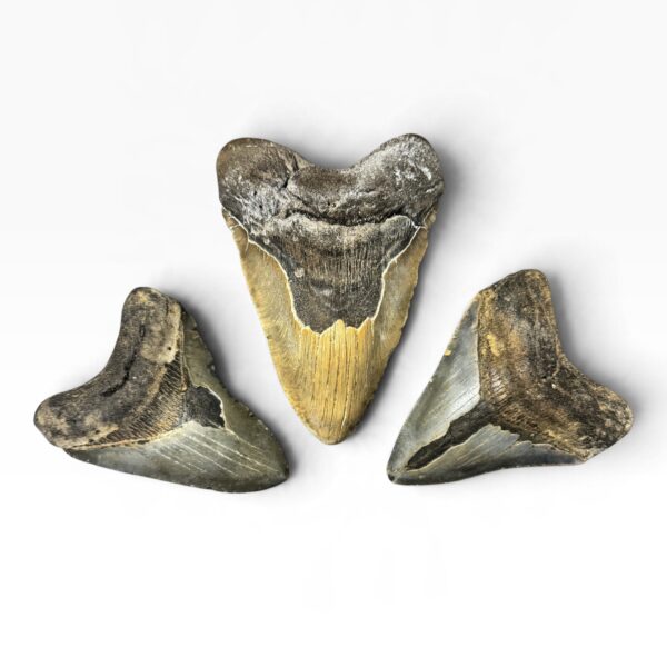 Bargain Megalodon Teeth