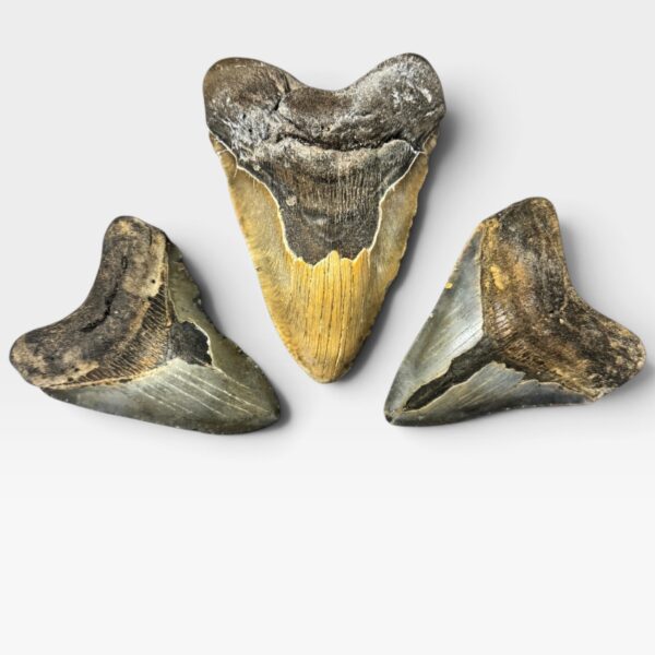Bargain Megalodon Teeth
