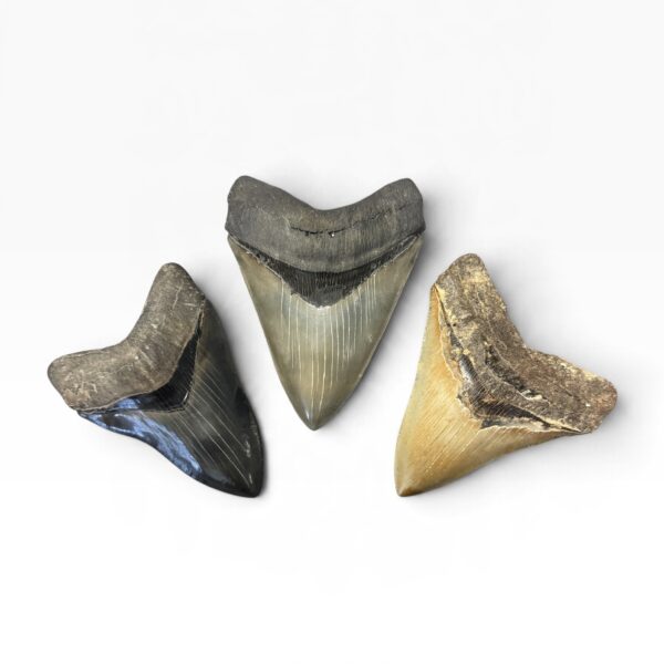High Quality Megalodon Teeth