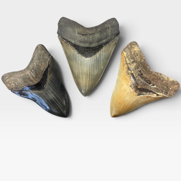 High Quality Megalodon Teeth